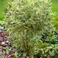 Ivory Halo® Dogwood