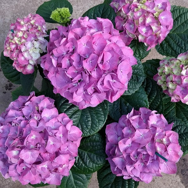 Merritt's Supreme Hydrangea