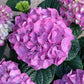 Merritt's Supreme Hydrangea