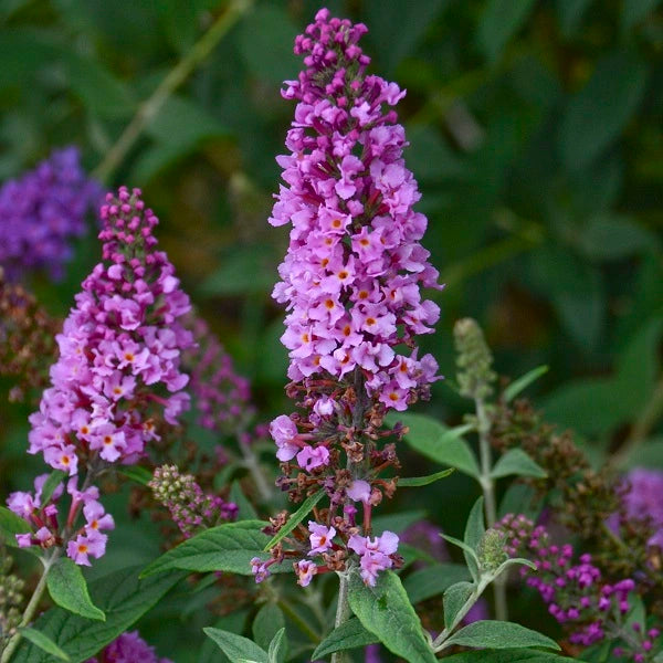 Orchid Annie Butterfly Bush