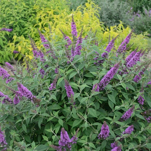 Orchid Annie Butterfly Bush