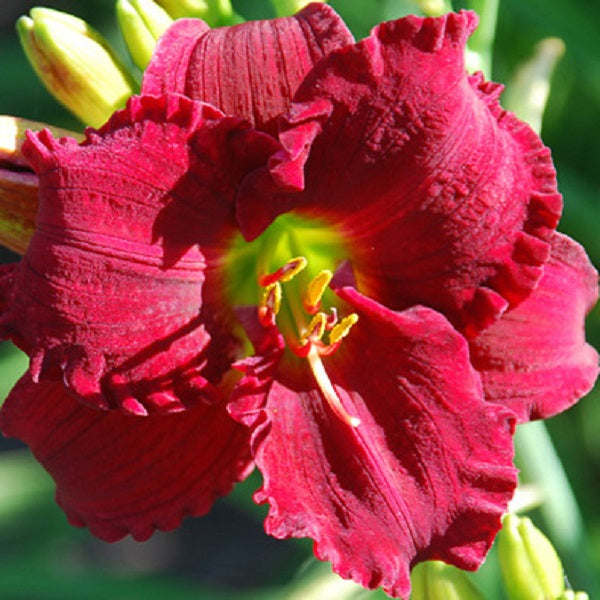 Shy Boy Daylily