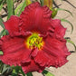 Shy Boy Daylily