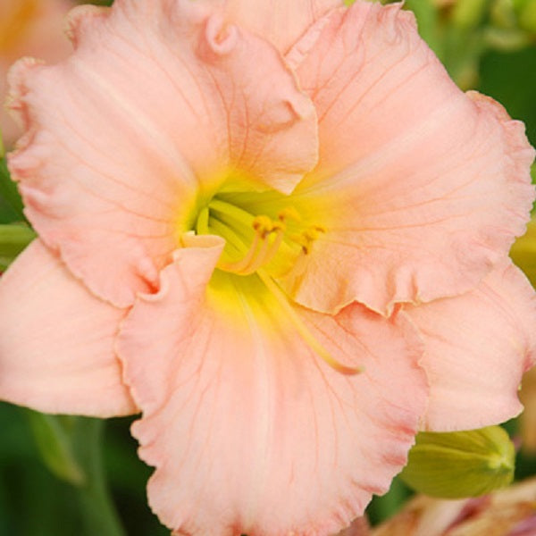 Shy Girl - Daylily