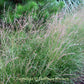 Side Oats Grama Grass