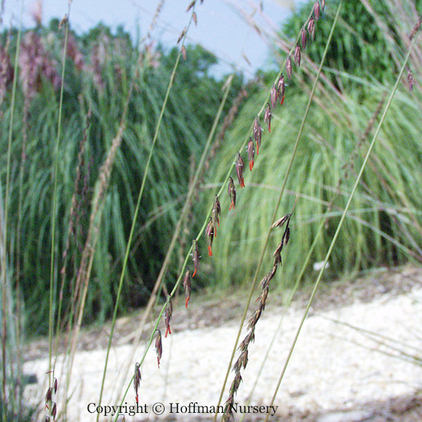 Side Oats Grama Grass