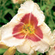 Siloam Gumdrop Daylily