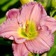 Siloam Lilac Magic - Daylily