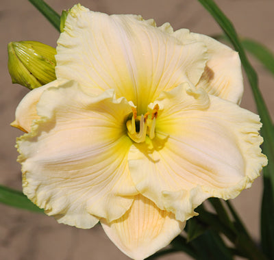 Siloam Ralph Henry Daylily