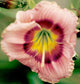 Siloam Small Design Daylily