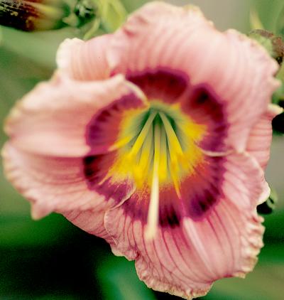 Siloam Small Design Daylily