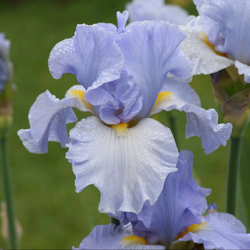 Top Notch Iris Collection