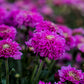 Small Wonder Chrysanthemum