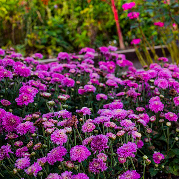 Small Wonder Chrysanthemum