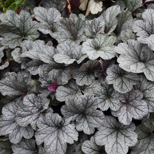 Smoke and Mirrors Coral Bells