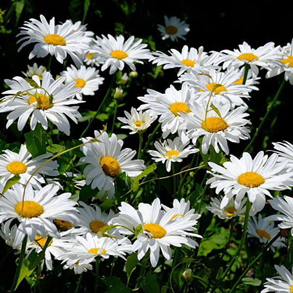 Snow Lady Shasta Daisy