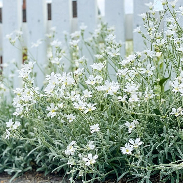 Snow in Summer