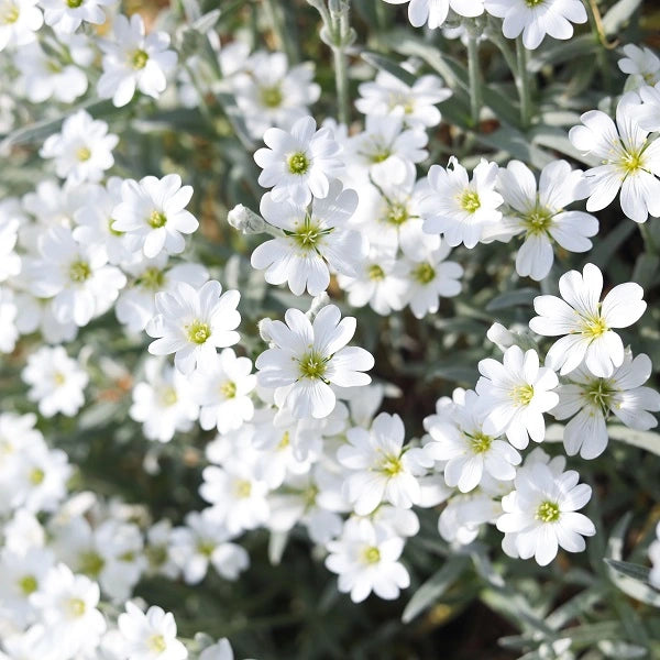 Snow in Summer