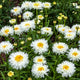 Snowdrift Shasta Daisy