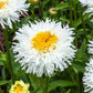 Snowdrift Shasta Daisy