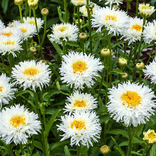 Snowdrift Shasta Daisy