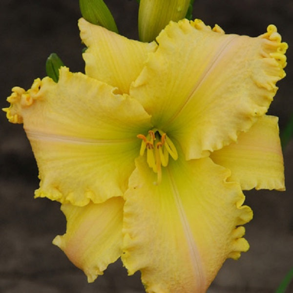 Snuggle Bunny Daylily