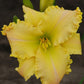 Tets Daylily Collection