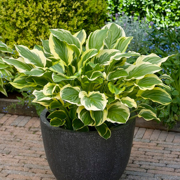 Get Them All Hosta Collection