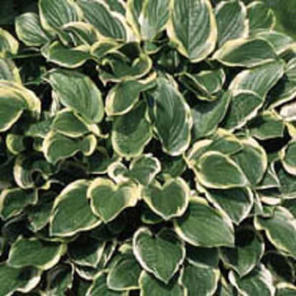 So Sweet - Medium Hosta