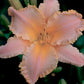 Tets Daylily Collection