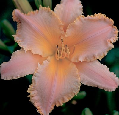 Tets Daylily Collection