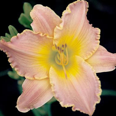 Soft Orchid Kisses - Daylily