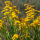 Little Miss Sunshine Goldenrod