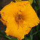 Solomon's Gold Daylily