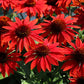 Sombrero Sangrita Coneflower