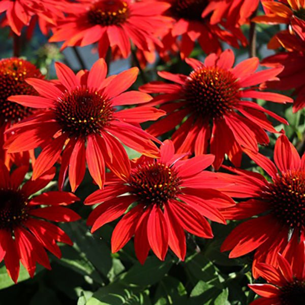 Sombrero Sangrita Coneflower