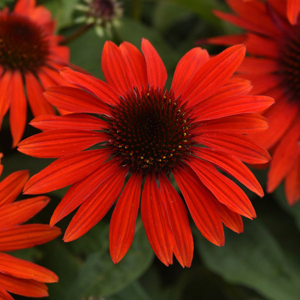 Sombrero Sangrita Coneflower