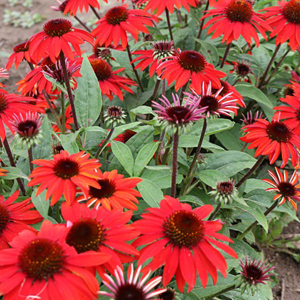 Sombrero Sangrita Coneflower