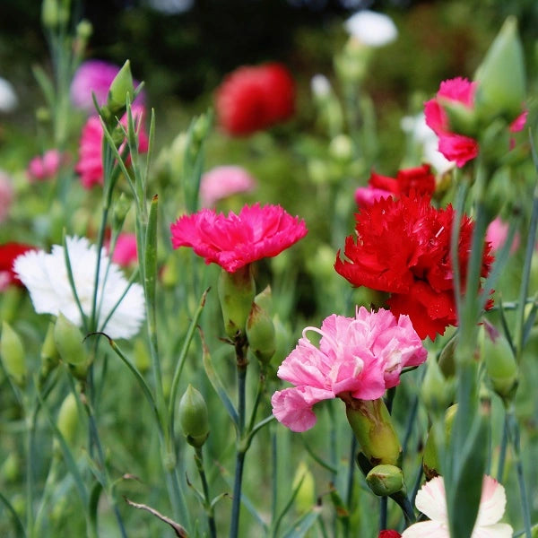 Sonata Dianthus