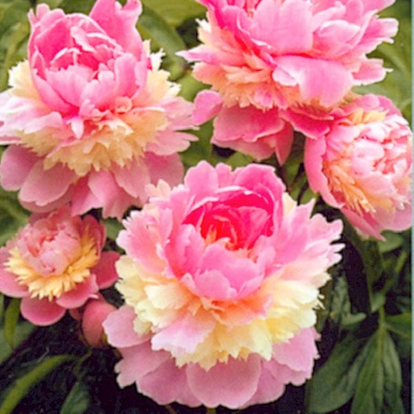 Sorbet Peony