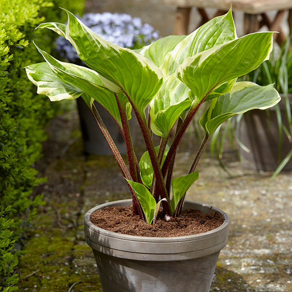 Sorbet Hosta