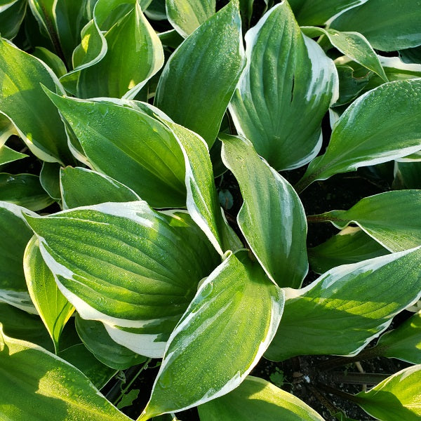 Sorbet Hosta