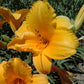 Spellbinder Daylily