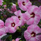 Spinderella Hibiscus