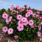 Spinderella Hibiscus