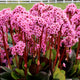 Spring Fling Bergenia