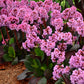 Spring Fling Bergenia