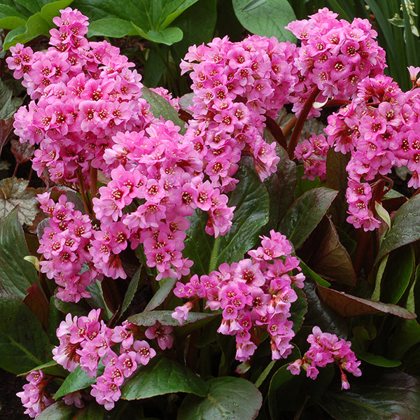 Spring Fling Bergenia