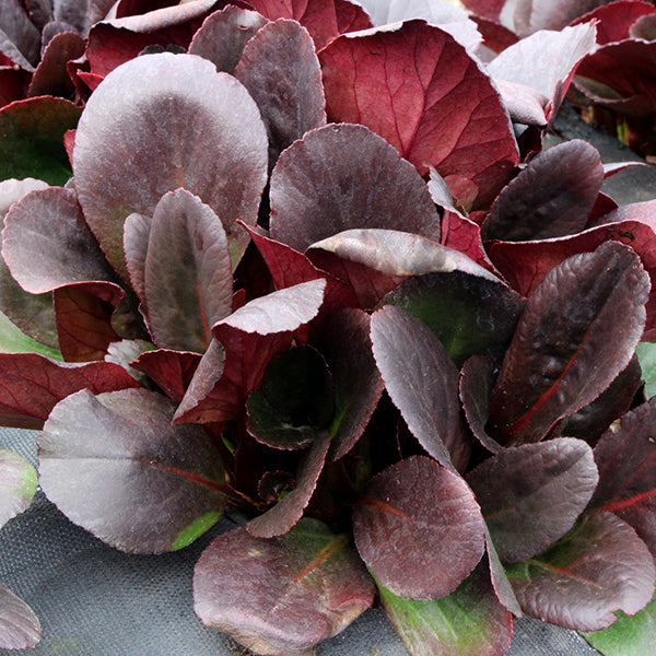 Spring Fling Bergenia