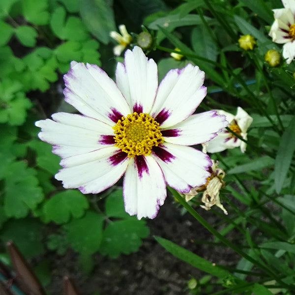 Star Cluster Coreopsis